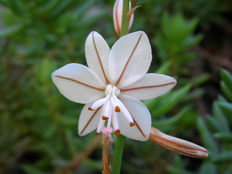 Asphodelus fistulosus / Asfodelo fistoloso